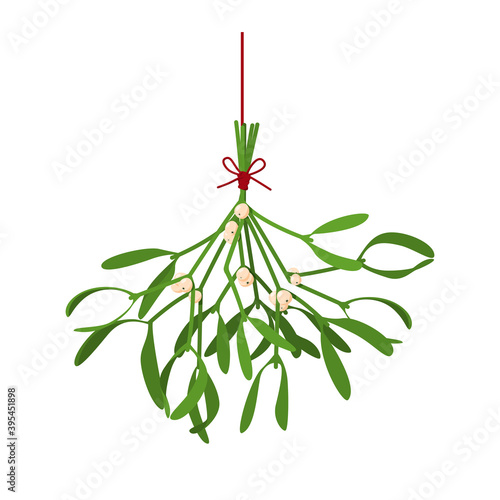 Christmas flower Mistletoe. Festive illustration with hanging sprigs of mistletoe with berries tied with a red thread isolated on white. Vector illustration