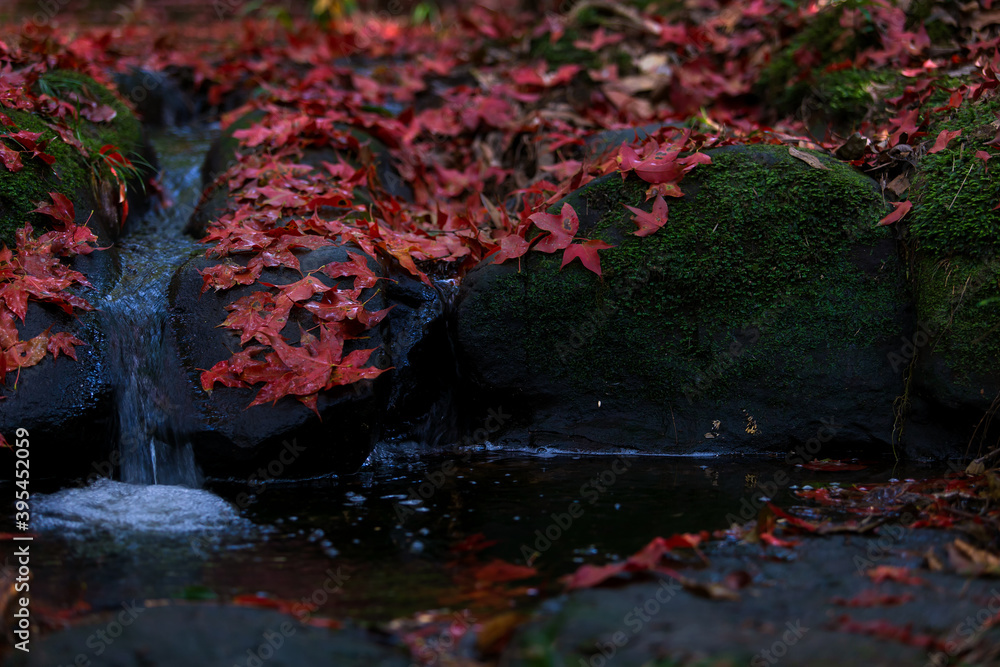Beautiful autumn landscape, Colorful red maple leaf on ground at waterfall, North of Thailand. Selective focus