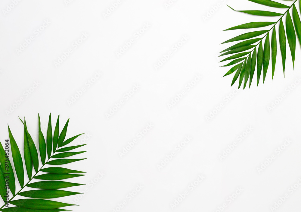 Palm Leaf isolated on white Backgrounds Palm Leaf isolated on white Backgrounds