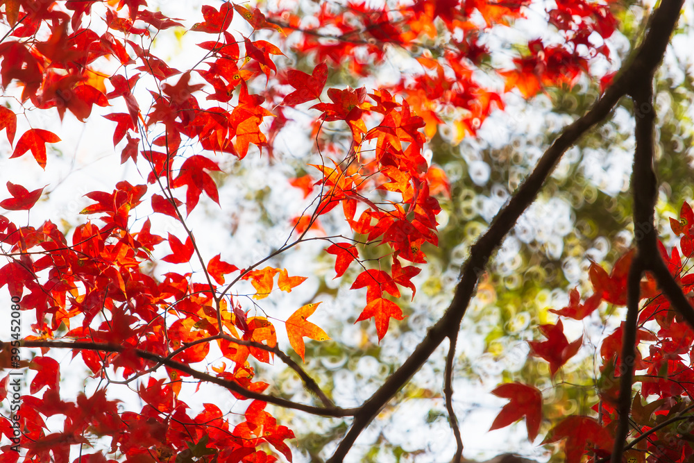 Beautiful autumn landscape, Colorful Autumn colorful red and orange maple leaf under the maple tree North of Thailand