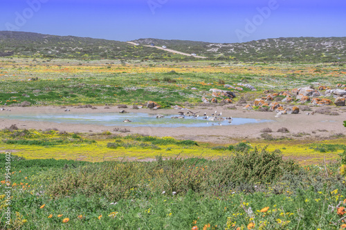Flower season at West Coast National Park, Cape Town, South Africa 