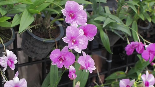 Vdo. view panning close up pink Dendrobium orchid flower blossom blooming on branches in garden with green nature background.