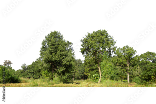 Trees isolated on white background, tropical trees isolated used for design, advertising and architecture.