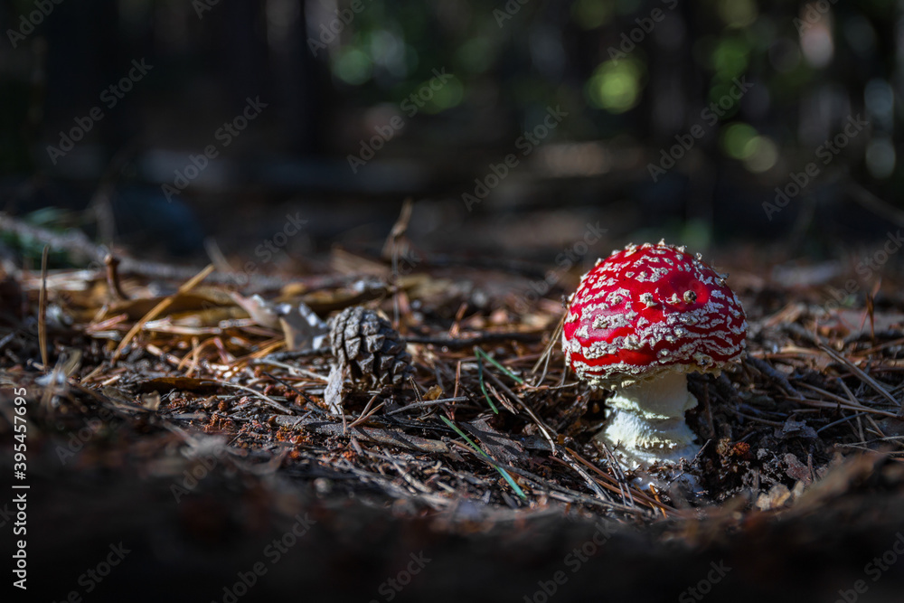 Amanita muscaria, poisonous mushroom with red hat and white stem Amanita muscaria, poisonous mushroom with red hat and white stem
