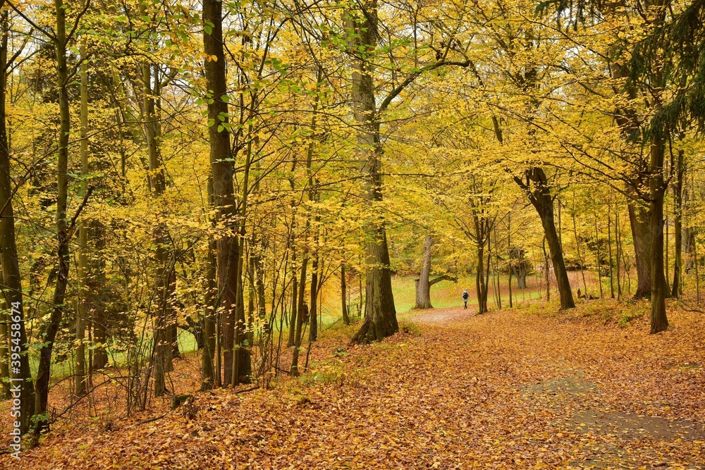 Naklejka premium Orlik Chateau is located near Pisek in Southern Bohemia, Czech Republic. The chateau park is shown in autumn colors.