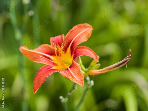 Red orange lilies in the park. The background is out of focus. Close-up