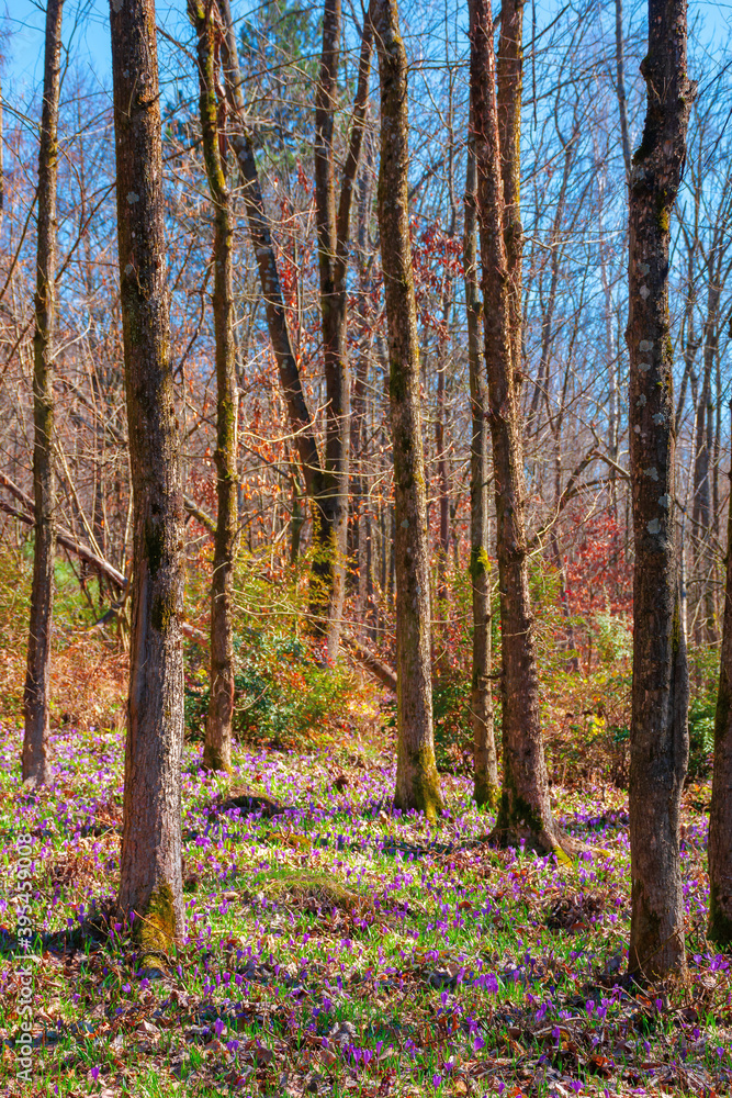 Fototapeta premium purple crocus bloom in the forest. beautiful nature scenery on a worm sunny day in springtime