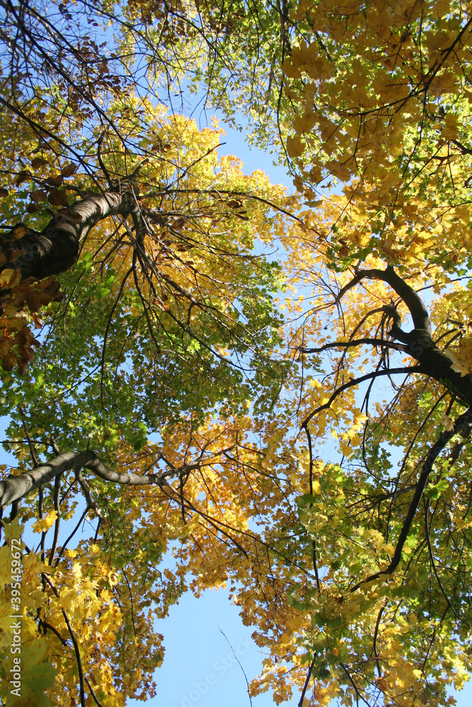 Fototapeta premium Maple trees with green and yellow leaves on branches against blue sky on autumn season. Acer platanoides