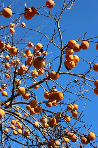  Ripe persimmon fruits on branch against blue sky. Diospyros kaki tree on winter 