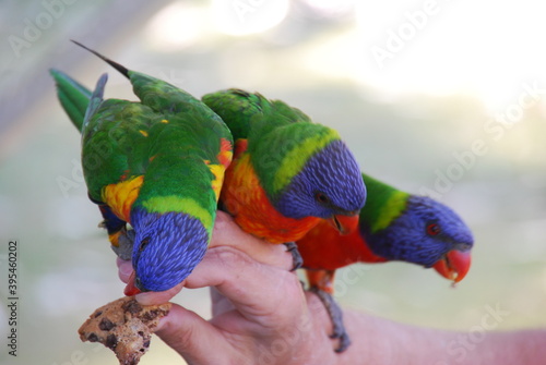 rainbow lorikeet feeding