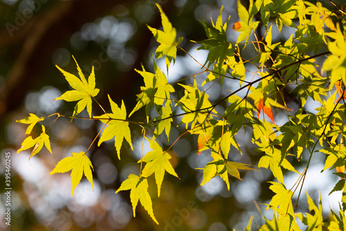 yellow leaves