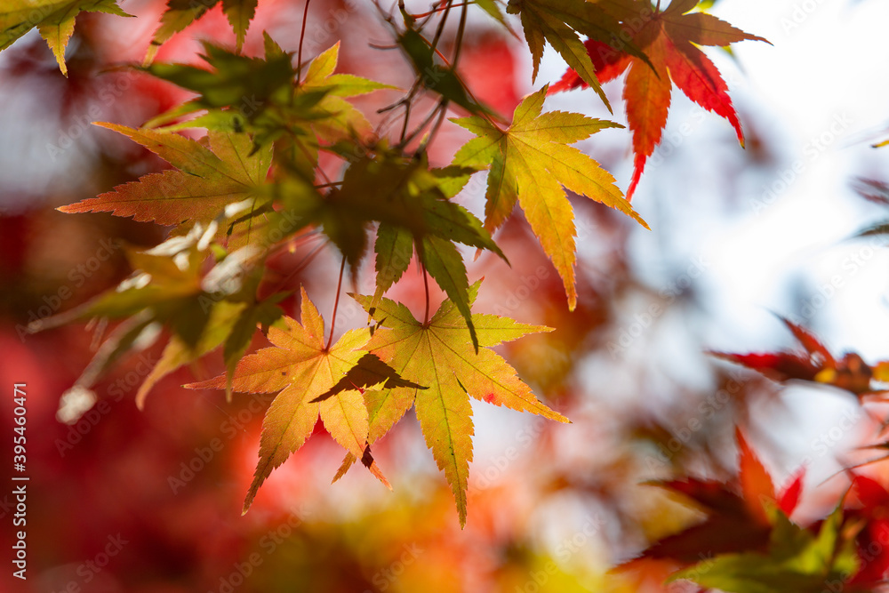 red maple leaves red maple leaves