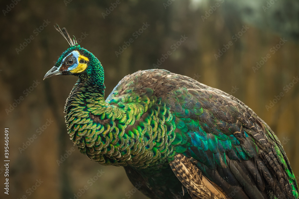 Obraz premium the peacocks in zoo cages