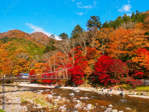 Suspension bridge in a valley with autumn leaves (Tochigi, Japan
