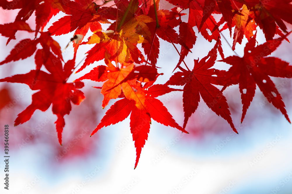 red maple leaves red maple leaves
