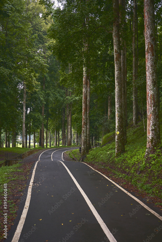 Fototapeta premium Outdoor park scene with asphalt road in the woods mood