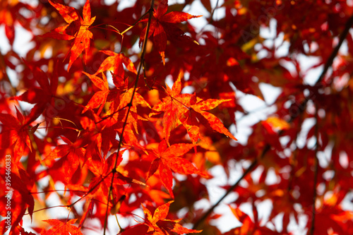 red autumn leaves © 年輝 八田