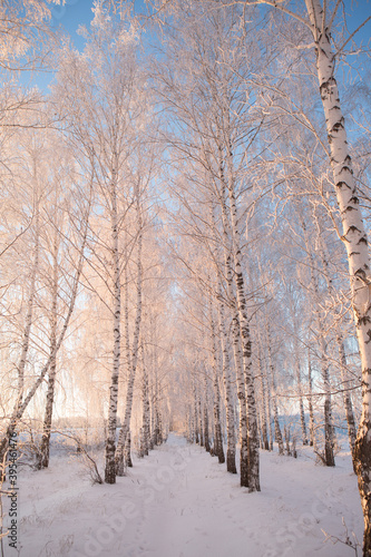 Winter forest with trees covered in snow and frost