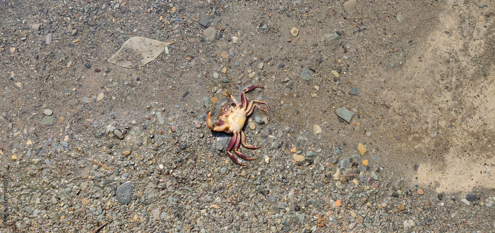 Picture of a Crab in Dehradun Robbers Cave Picture of a Crab in Dehradun Robbers Cave