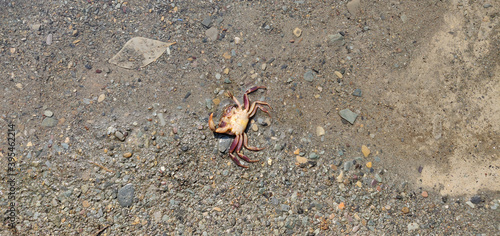 Fotografie, Obraz Picture of a Crab in Dehradun Robbers Cave