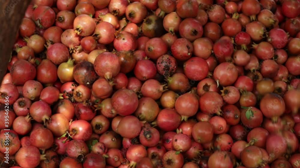 Pomegranate fruit on full screen,Fresh fruits,assorted fruits colorful background,Pomegranate crop collected by farmers,Pomegranate cultivation, Pomegranate fruit on full screen,Fresh fruits,assorted fruits colorful background,Pomegranate crop collected by farmers,Pomegranate cultivation,