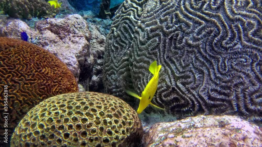 Two pretty yellow fish feeding in a beautiful tank Two pretty yellow fish feeding in a beautiful tank