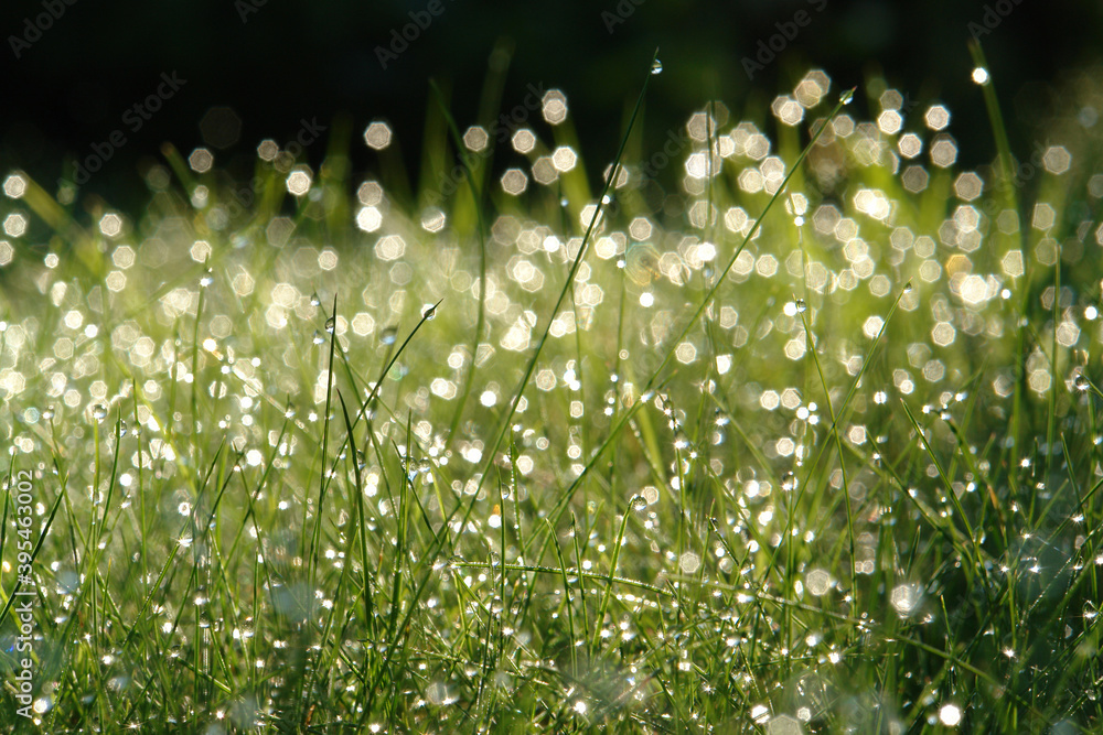 Fresh green grass with sparkling water drops. Morning dew on grass with a beautiful bokeh. Spring, summer seasonal background