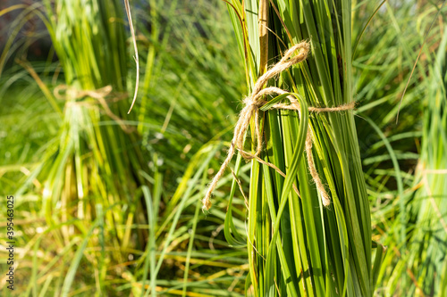 Gartenarbeit im Spätherbst: Pampasgras überwintern
