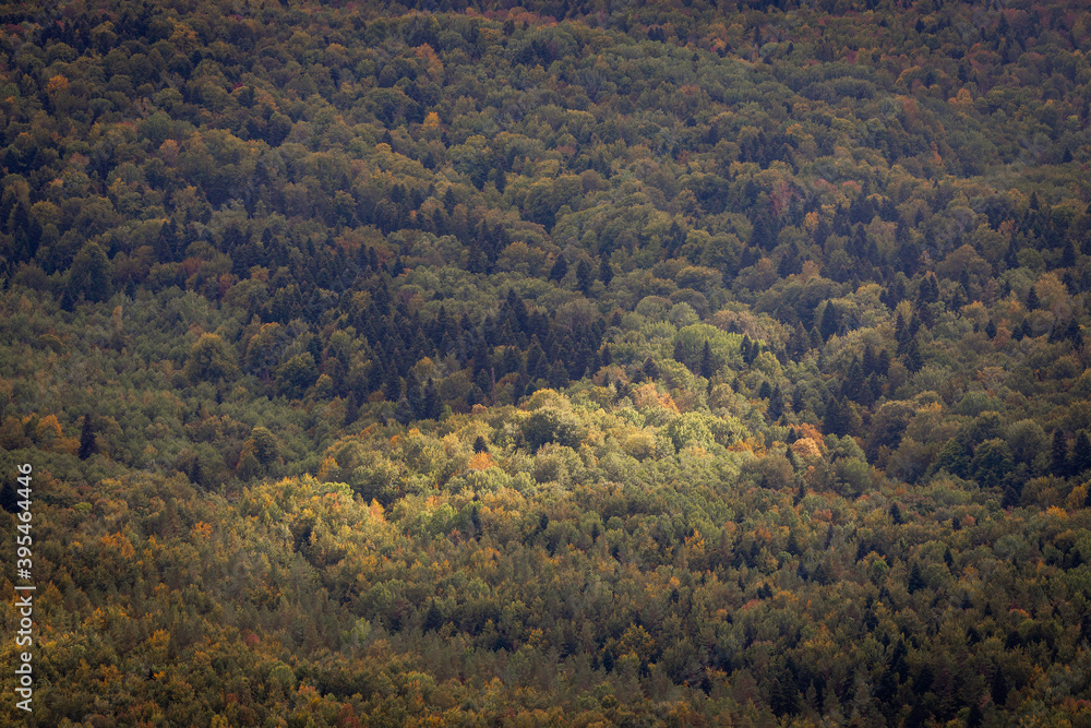 Full image of a coniferous trees in the forest