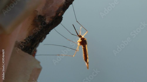 Mosquito in nature. close-up