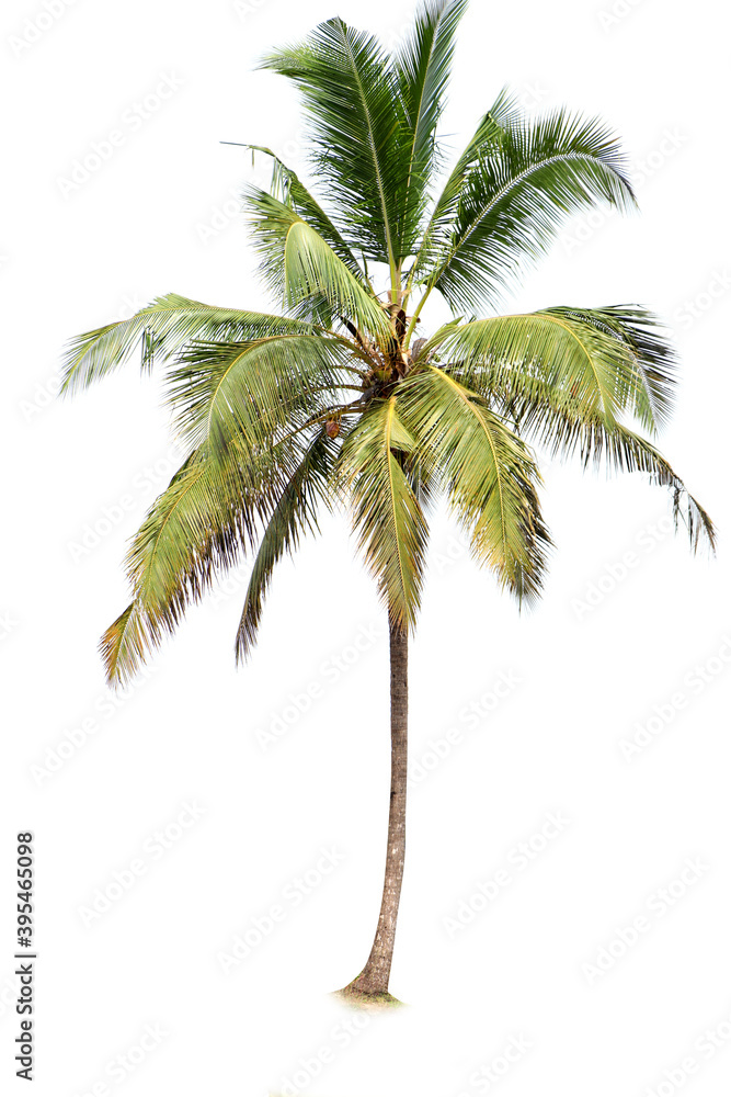 Fototapeta premium Coconut palm tree isolated on white background