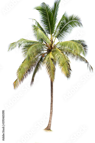 Coconut palm tree isolated on white background