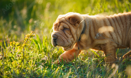 Shar Pei puppy sniffing out something © zokov_111