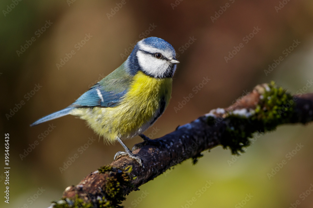 Fototapeta premium Blaumeise (Cyanistes caeruleus)