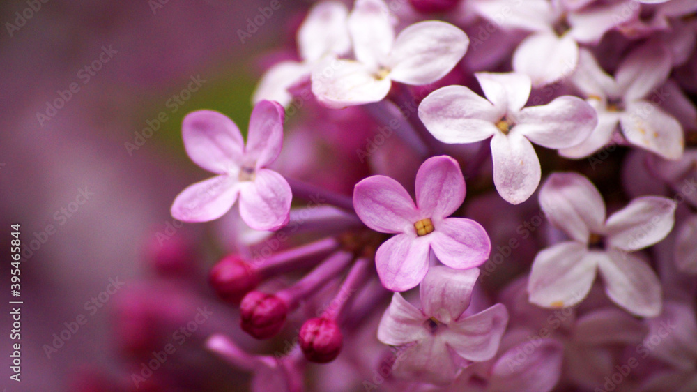close up of lilac   
крупный план сирени