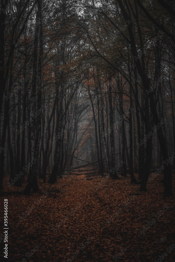 Fototapeta premium morning in the forest