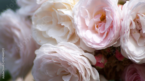 красивая белая роза