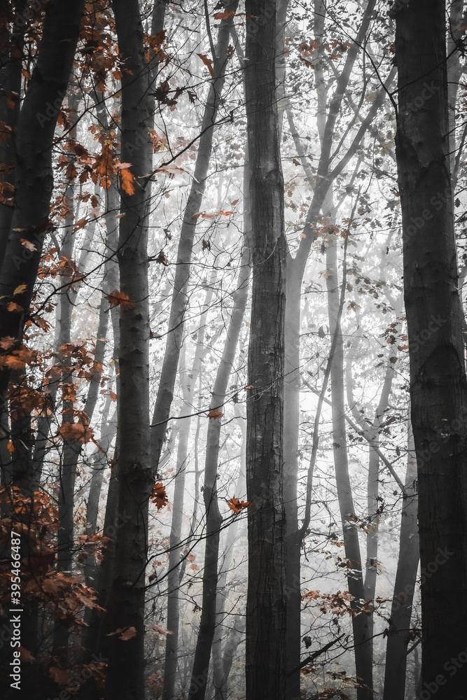 trees in the forest trees in the forest