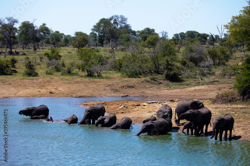 A herd of African elephants drinking water.