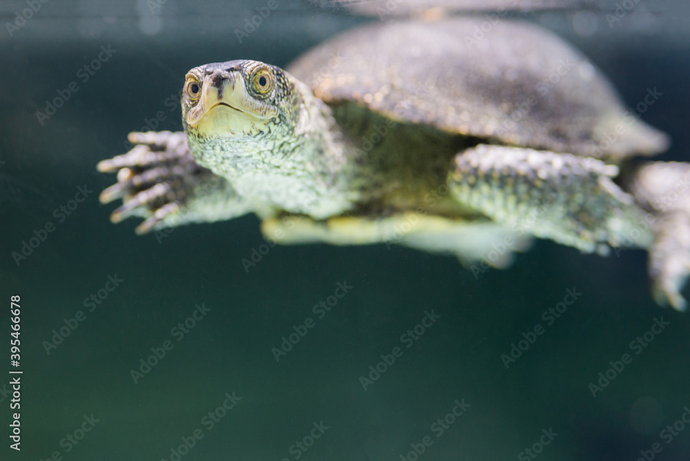 Obraz premium Pig-nosed turtle or Carettochelys insculpta, also known as the Fly River turtle