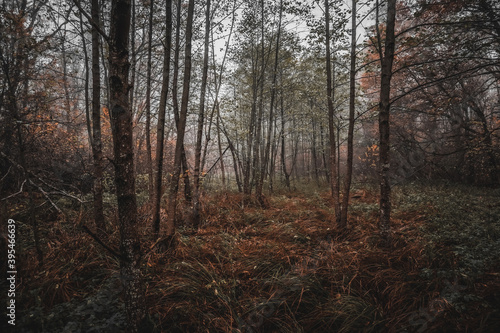 autumn forest in the fog © Oleg
