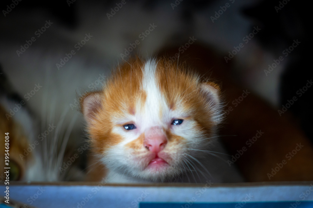 Fototapeta premium kitten on a box