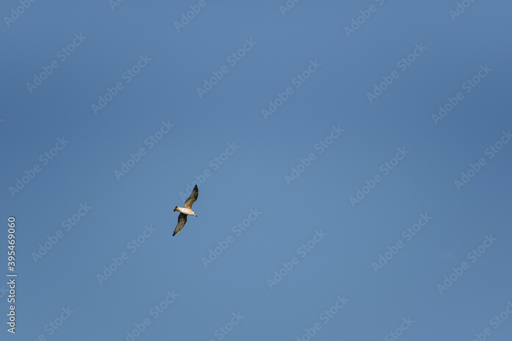 Sea gull in flight on a blue sky Sea gull in flight on a blue sky