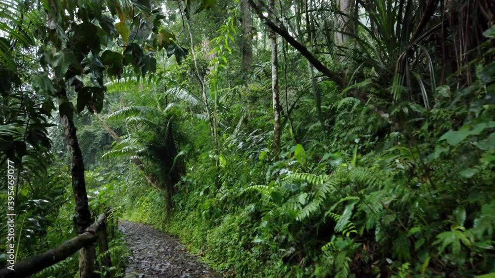 Hiking on Wet Trail After The Rain in Forest Hiking on Wet Trail After The Rain in Forest