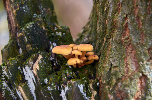 mushrooms on the tree