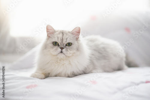 Cute persian cat lying on the bed