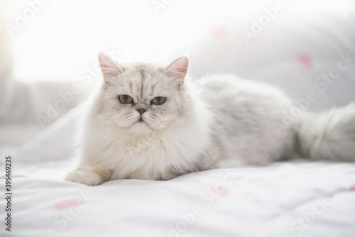 Cute persian cat lying on the bed