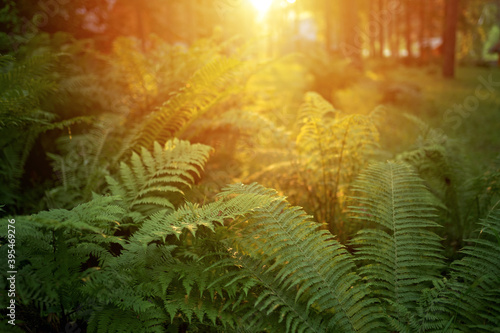 fern leaves in the woods at sunset