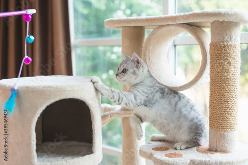 kitten playing toy on cat tower photo