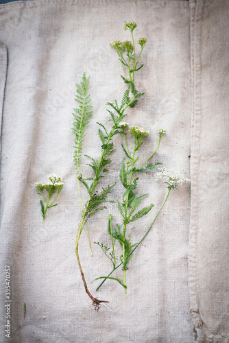 Yarrow on a white linen cloth